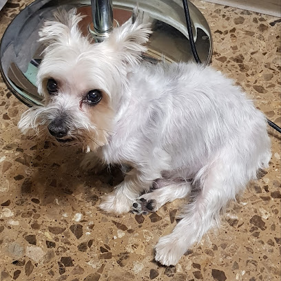 Tonacan | Peluqueria para perros en Tudela