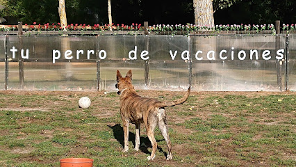 O Meu Caron | Guardería para perros en Allariz