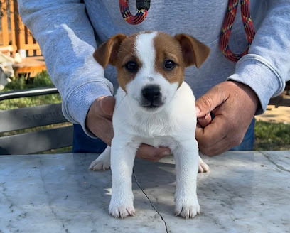 VilaDesCans | Guardería para perros en Pont de Molins