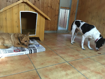 Lord Can | Guardería para perros en Madrid