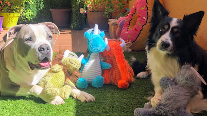 LolitosPets | Guardería para perros en Navalcarnero