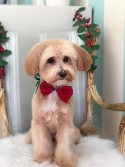 Minnie Pooches | Peluqueria para perros en Griñón