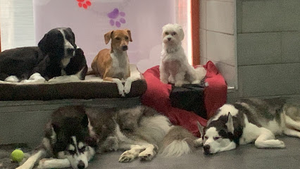 Guarderia Canina Madrid centro | Guardería para perros en Madrid