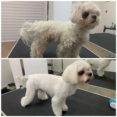 Pet Grooming | Peluqueria para perros en Torrevieja