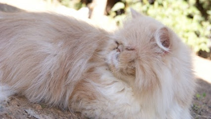 SHIZEN | Guardería para perros en Nuevo Baztan