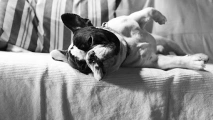 ABCDogs Camp Hotel | Guardería para perros en Quart