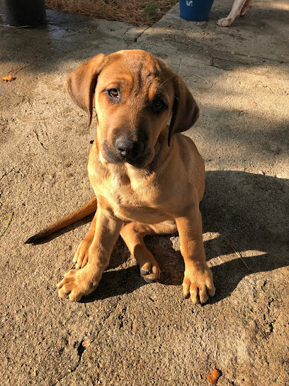 Anubis | Adiestradores de perros en Trijueque