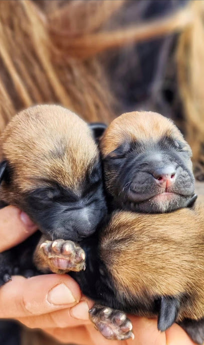 Txakur Bai | Guardería para perros en Menaka