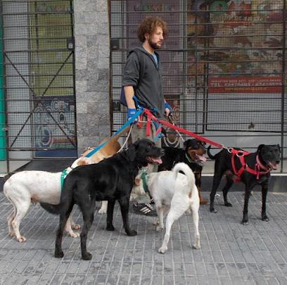 Alican | Guardería para perros en Alicante
