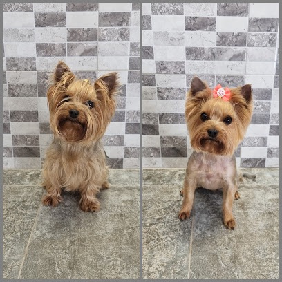 Peludito | Peluqueria para perros en Torrevieja