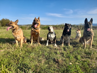 Escuela Canina Hooch | Adiestradores de perros en Casavells