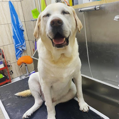 Amaïta | Peluqueria para perros en Irún
