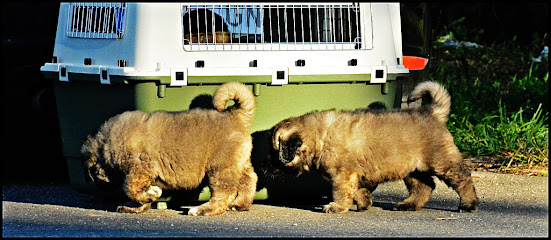 Pastores de l Caucaso Currais | Peluqueria para perros en Santa Comba