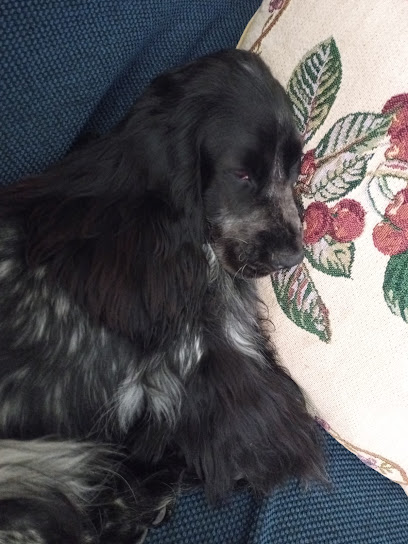 Coketos Helena Torres | Peluqueria para perros en Lleida