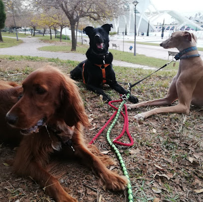 Masterofcanes | Adiestradores de perros en Valencia