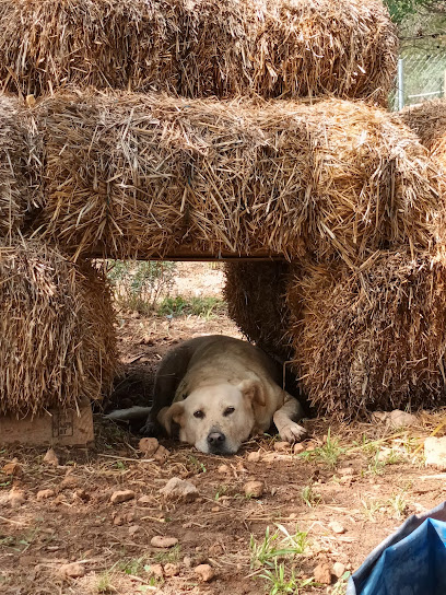 InterAnimals | Adiestradores de perros en Valencia
