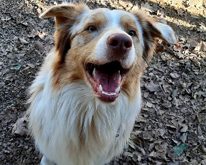 Canina | Adiestradores de perros en La Garriga