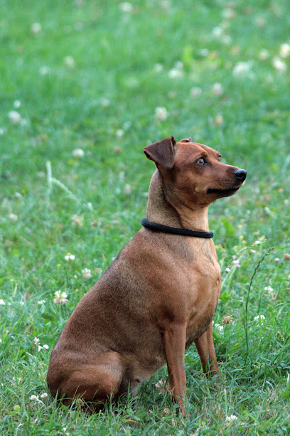 Aiartza | Guardería para perros en Loiu