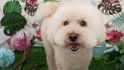 Dogavari | Peluqueria para perros en Córdoba
