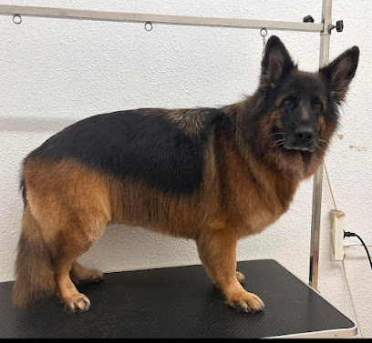 K9 Cuts by Lindsay | Peluqueria para perros en Catral