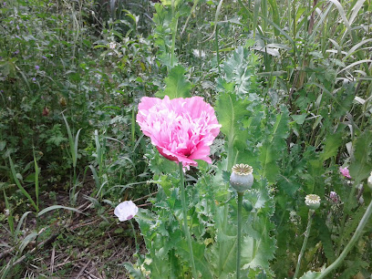 Santa Catalina kennels | Guardería para perros en San Roque