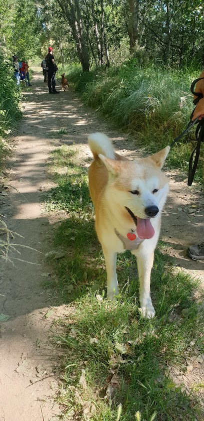 Kyokan | Adiestradores de perros en Zaragoza