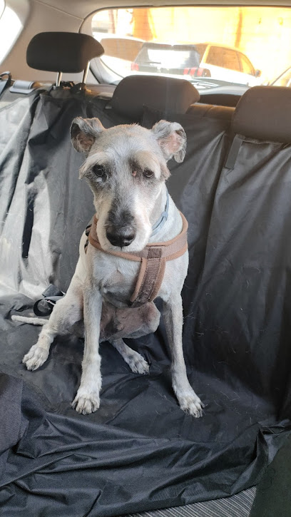 Castelar | Peluqueria para perros en Badajoz