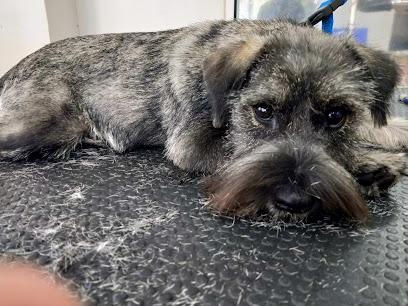 Gosnet Sant Antoni | Peluqueria para perros en Calonge
