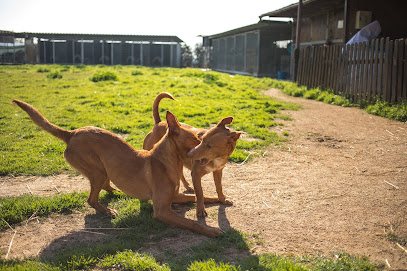 Can Vilardell | Guardería para perros en Sentmenat