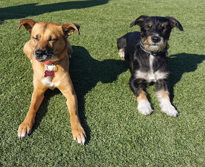 Adiestradogs | Adiestradores de perros en Arganda del Rey