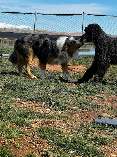 SORIA | Guardería para perros en Alconaba