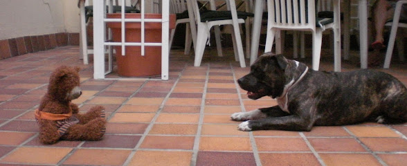 Canis BCN | Adiestradores de perros en L
