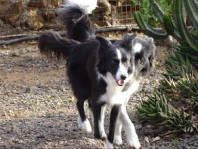 Manohecha | Guardería para perros en Valle de Fimapaire