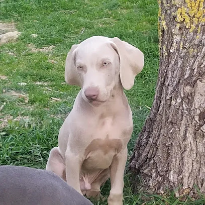 Belascan | Guardería para perros en Belascoain