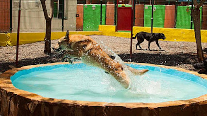 Edukatuperro | Adiestradores de perros en Maspalomas