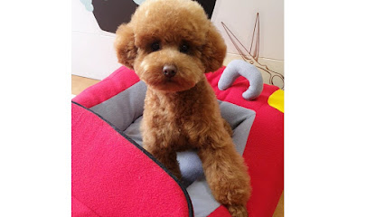 Mimopets | Peluqueria para perros en Bilbao