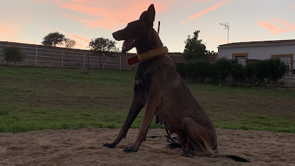 El Criador | Adiestradores de perros en Caceres