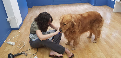 Bennet | Peluqueria para perros en Barcelona
