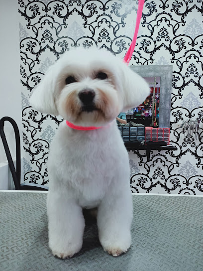 Grooming Area Bcn | Peluqueria para perros en Barcelona