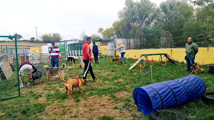 Spanish Dog | Guardería para perros en Tendal