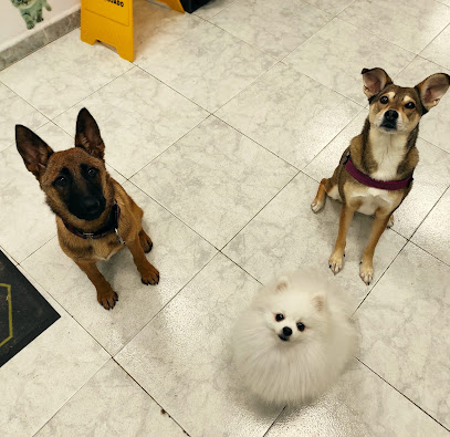 Tu Estilo | Peluqueria para perros en Santander