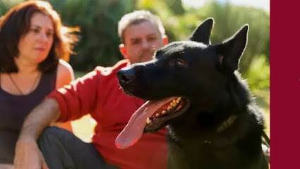 Koira | Adiestradores de perros en Valencia