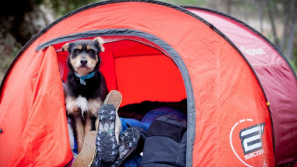 Lobo Descafeinado | Adiestradores de perros en Valencia