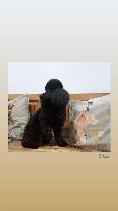 Arte Canino Ávila | Peluqueria para perros en Ávila