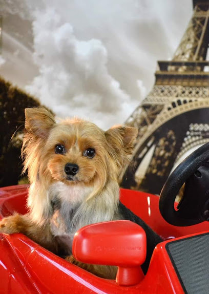 Jackie | Peluqueria para perros en Sant Boi de Llobregat