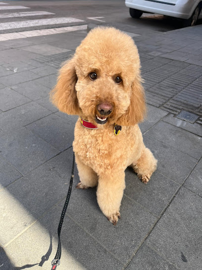 Ibercan | Peluqueria para perros en Castelldefels
