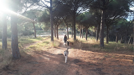 Yelen&Dogs | Adiestradores de perros en Dosrius