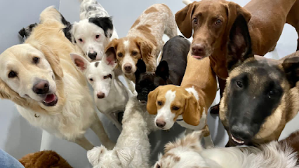 WagWag Retiro | Guardería para perros en Retiro