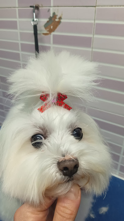 Los Reyes de La Casa | Peluqueria para perros en Elche