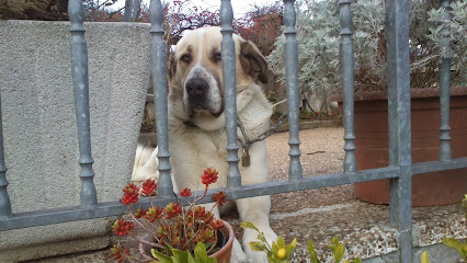 Mastin Leones - Espanol | Guardería para perros en Robles de Torio